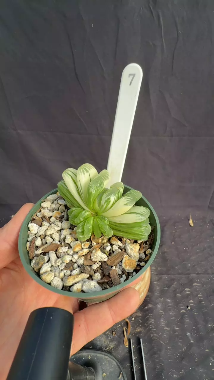 plant/h lime green var 7-0