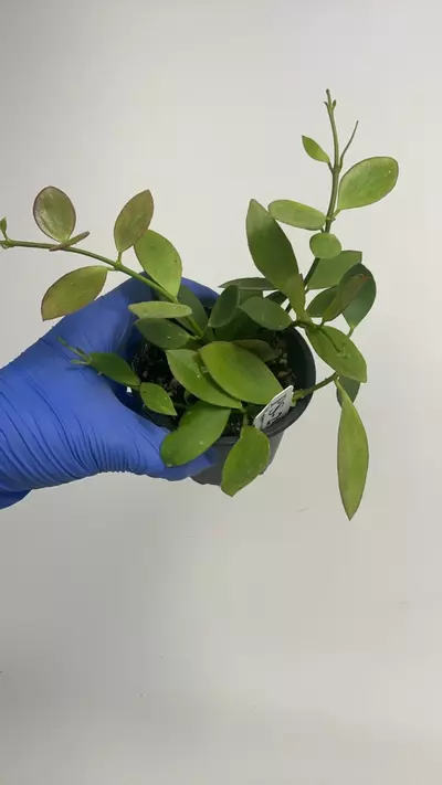 plant/PS-2923 Hoya sp. NS05-055-0-thumbnail