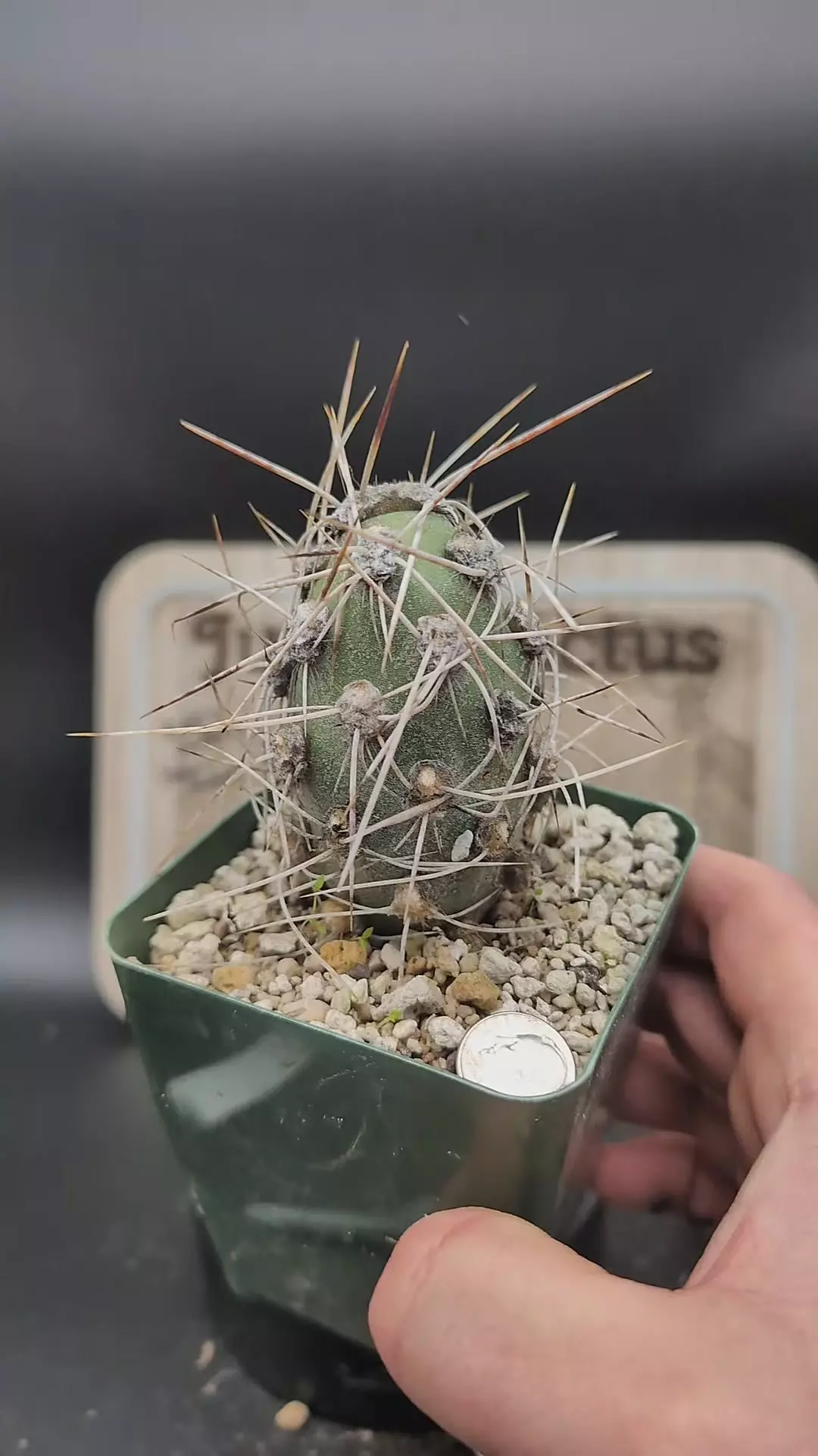 plant/m36 cumulopuntia crassicylindrica 3" pot-0