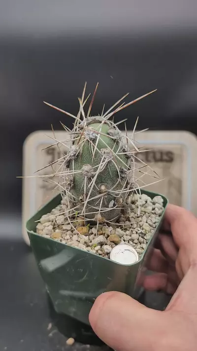 plant/m36 cumulopuntia crassicylindrica 3" pot-0-thumbnail