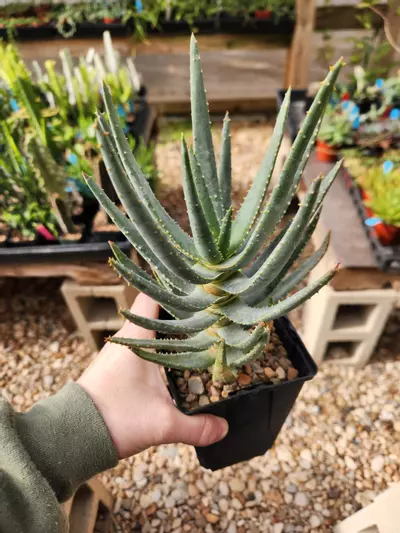 plant/Aloe dichotoma "Quiver Tree"-0-thumbnail