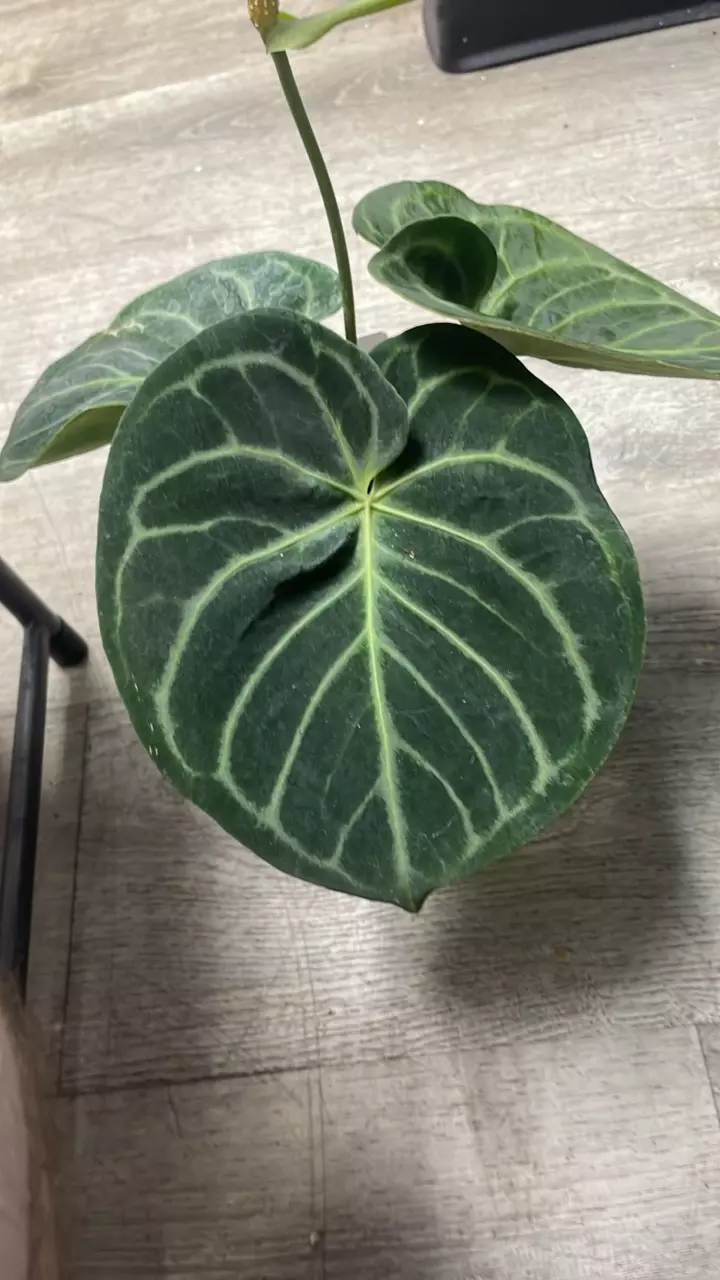 plant/A. Doryaki x KOS - 6” - (IFD)-0