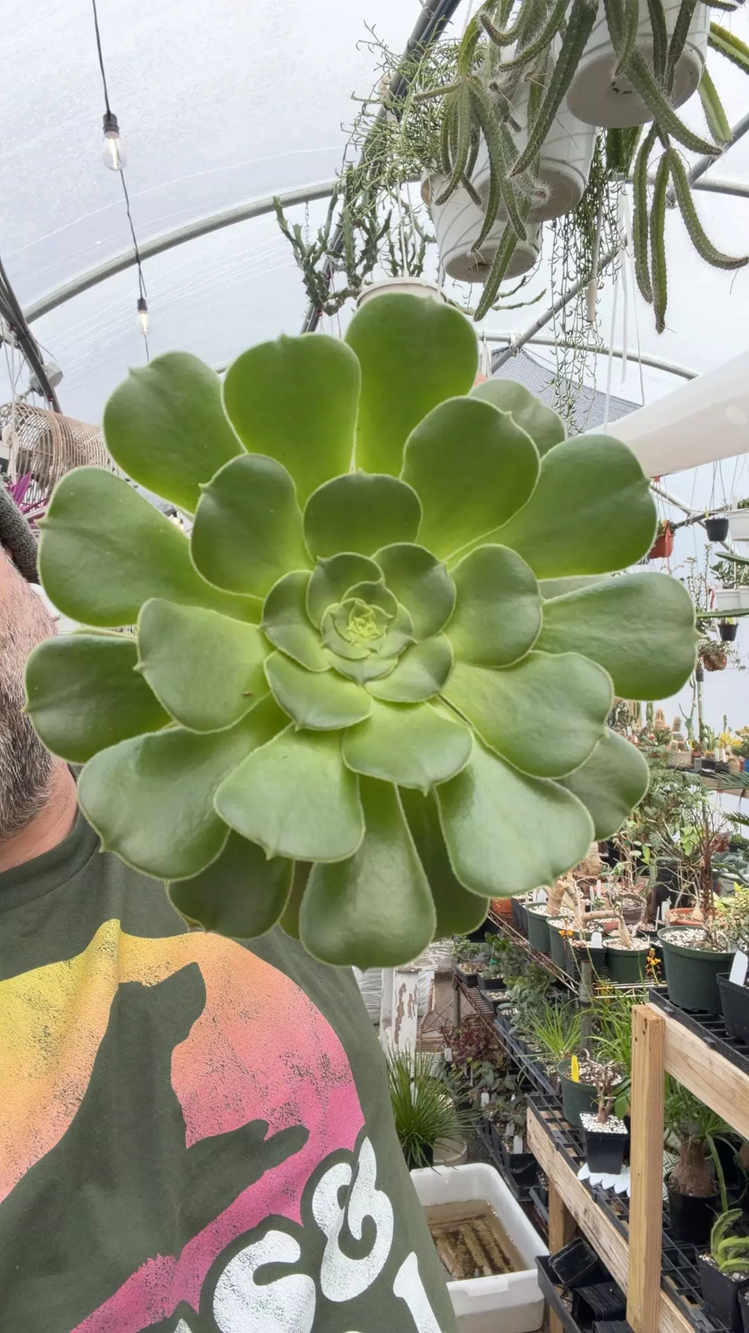 plant/Aeonium Blushing Beauty one head-0