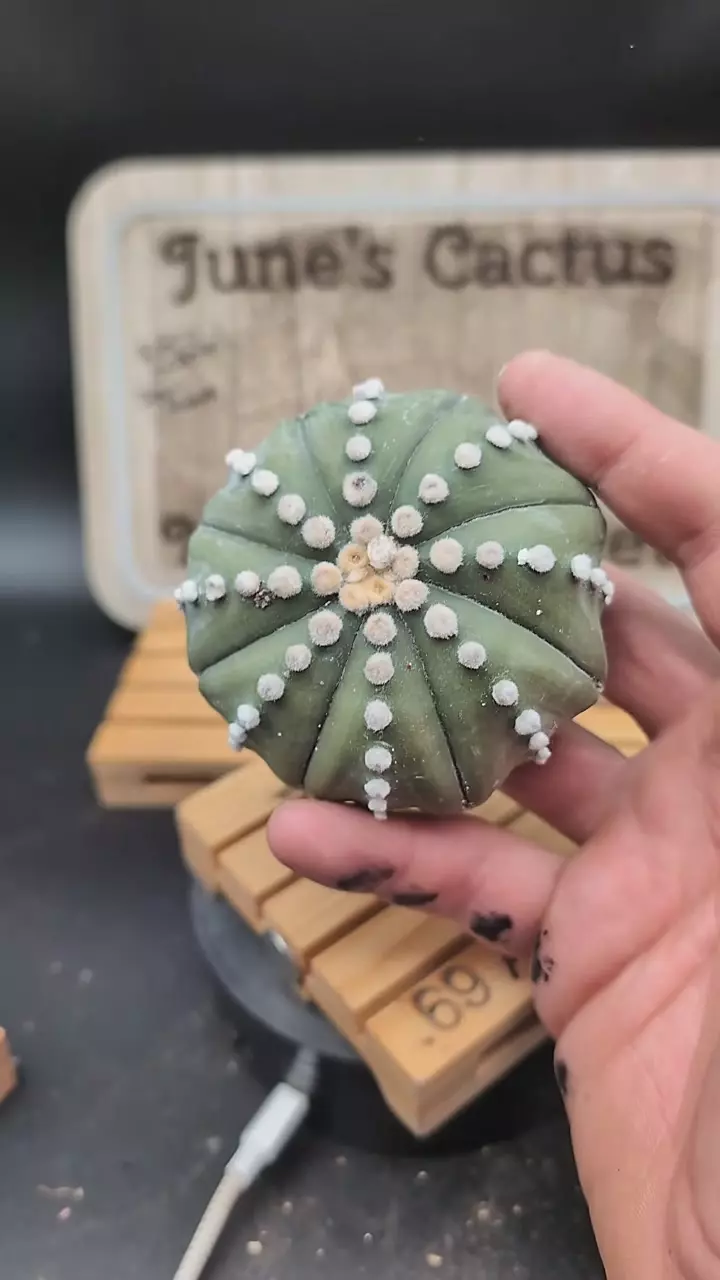 plant/m53 Astro asterias rensei 3" roots trimmed-0