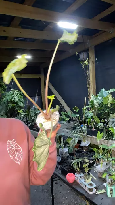 plant/2468 holy grail-0-thumbnail