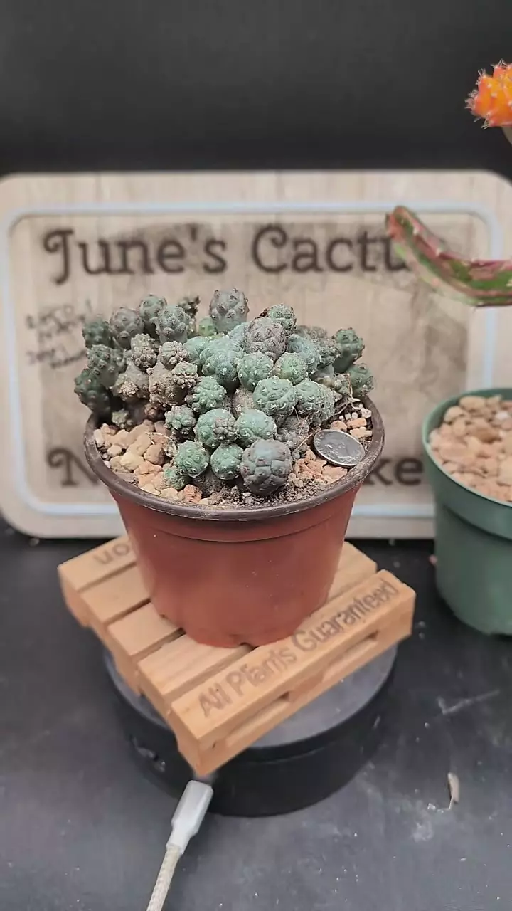 plant/m73 puna bonnieae 4" pot-0