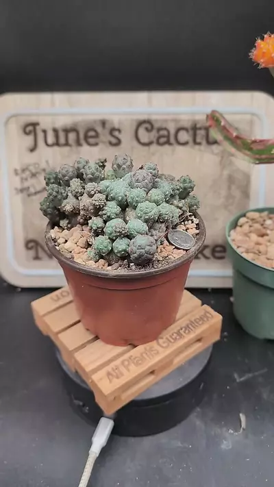 plant/m73 puna bonnieae 4" pot-0-thumbnail