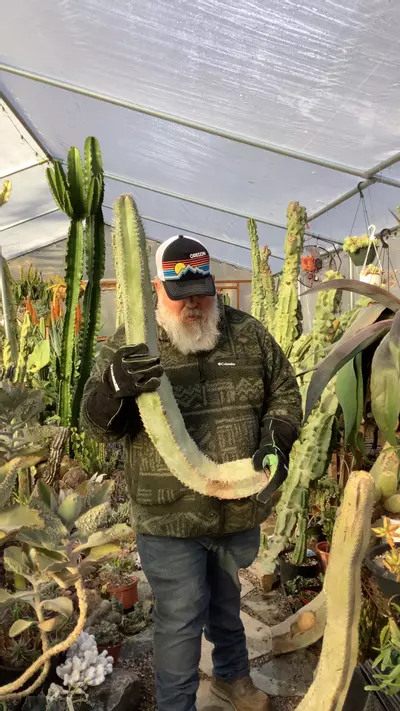 plant/Woolly Rhino J 37” cutting-0-thumbnail