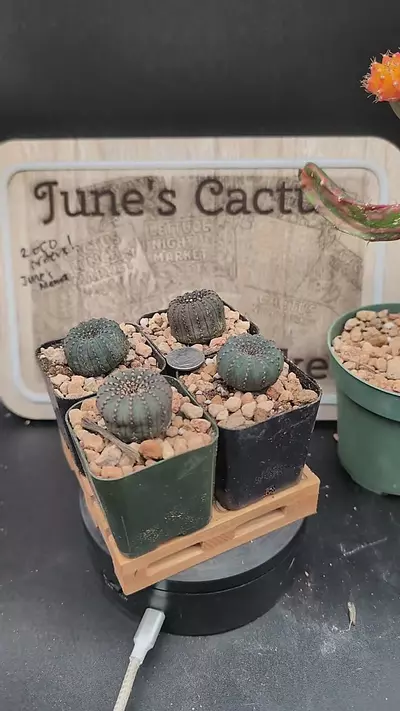 plant/m80 frailea castanea, 2" pots, gc-0-thumbnail