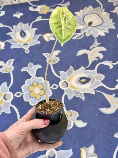 plant/glow in the dark 2” pot holder-2-thumbnail