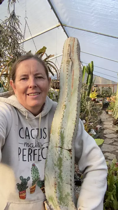 plant/Wolly Rhino mama 36” cutting SALE!!-0-thumbnail