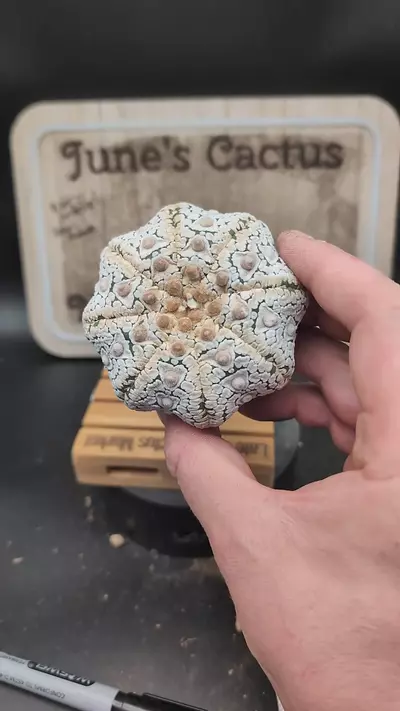 plant/m46 snowy Astro asterias star ⭐ 3" wide-0-thumbnail