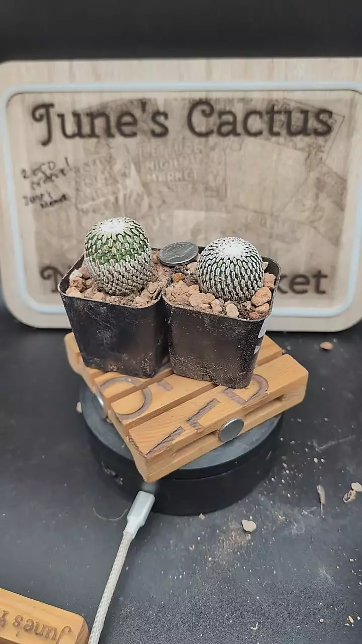 plant/m96 turbinicarpus pseudopectinatus, 2" pots gc-0