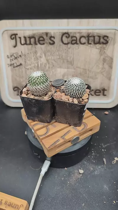 plant/m96 turbinicarpus pseudopectinatus, 2" pots gc-0-thumbnail