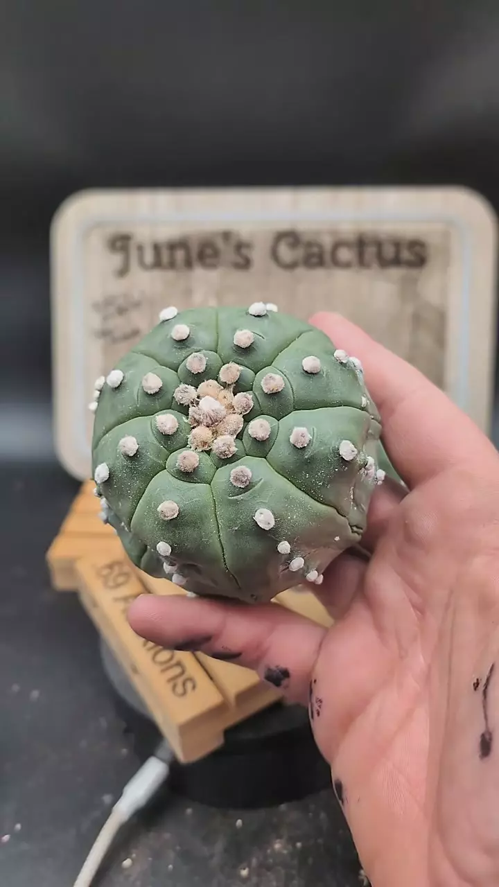 plant/m50 Astro asterias breaking kikko 3.5" wide roots trimmed-0