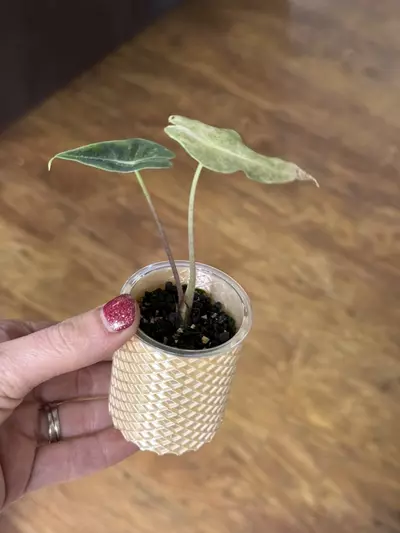 plant/pink silk cache cup for pup cups-0-thumbnail