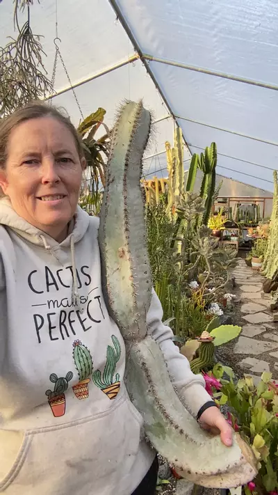 plant/woolly rhino 33” cutting-0-thumbnail