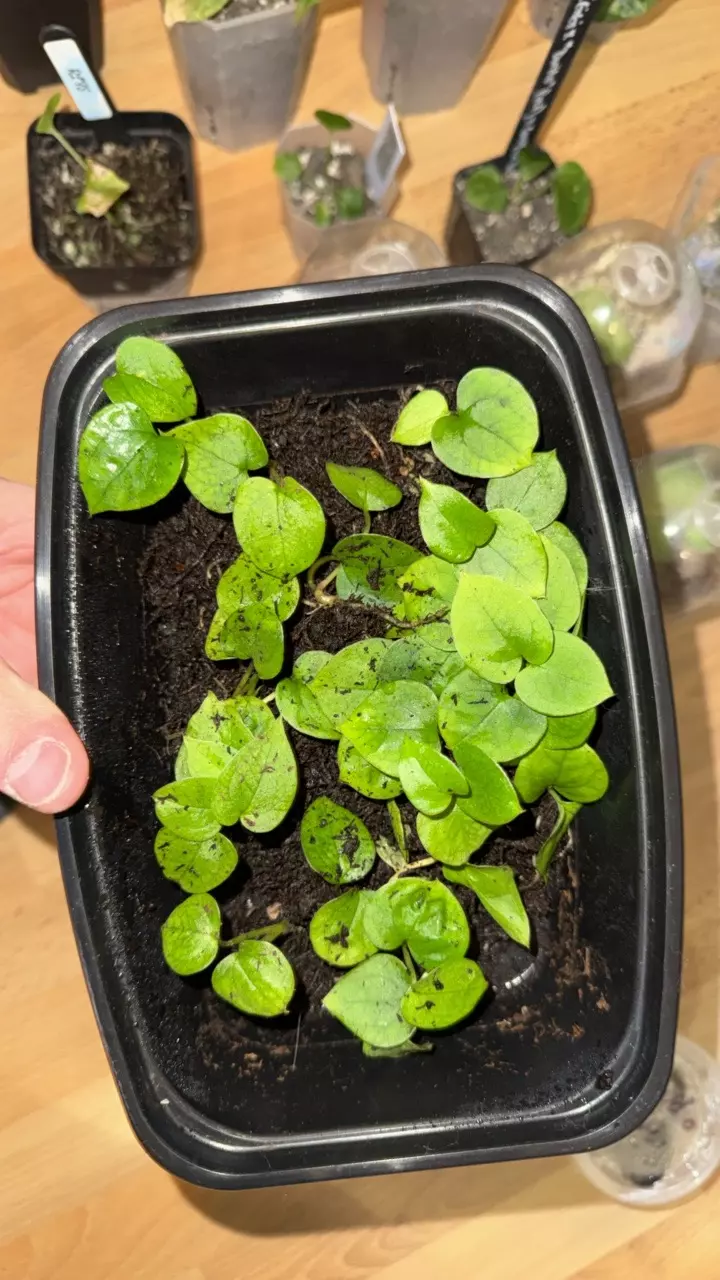 plant/(forg x BVEP) x (volde x GY)-0