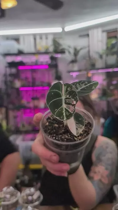 plant/alocasia pink black velvet-0-thumbnail