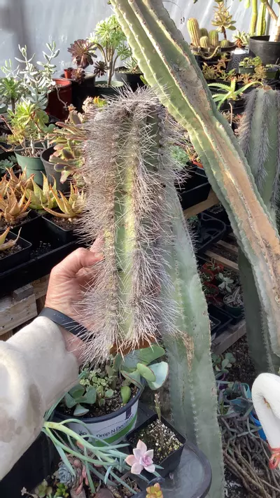 plant/Hairy Woolly 10” cutting-0-thumbnail