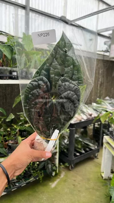 plant/NP226 Anthurium luxurians-0-thumbnail