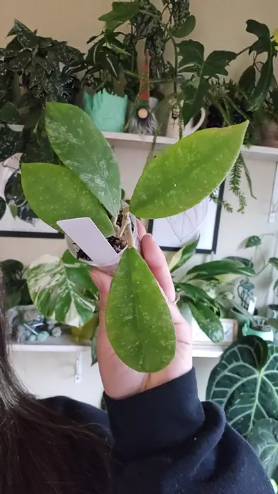 plant/polypus-0-thumbnail