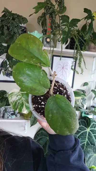 plant/priktai-0-thumbnail