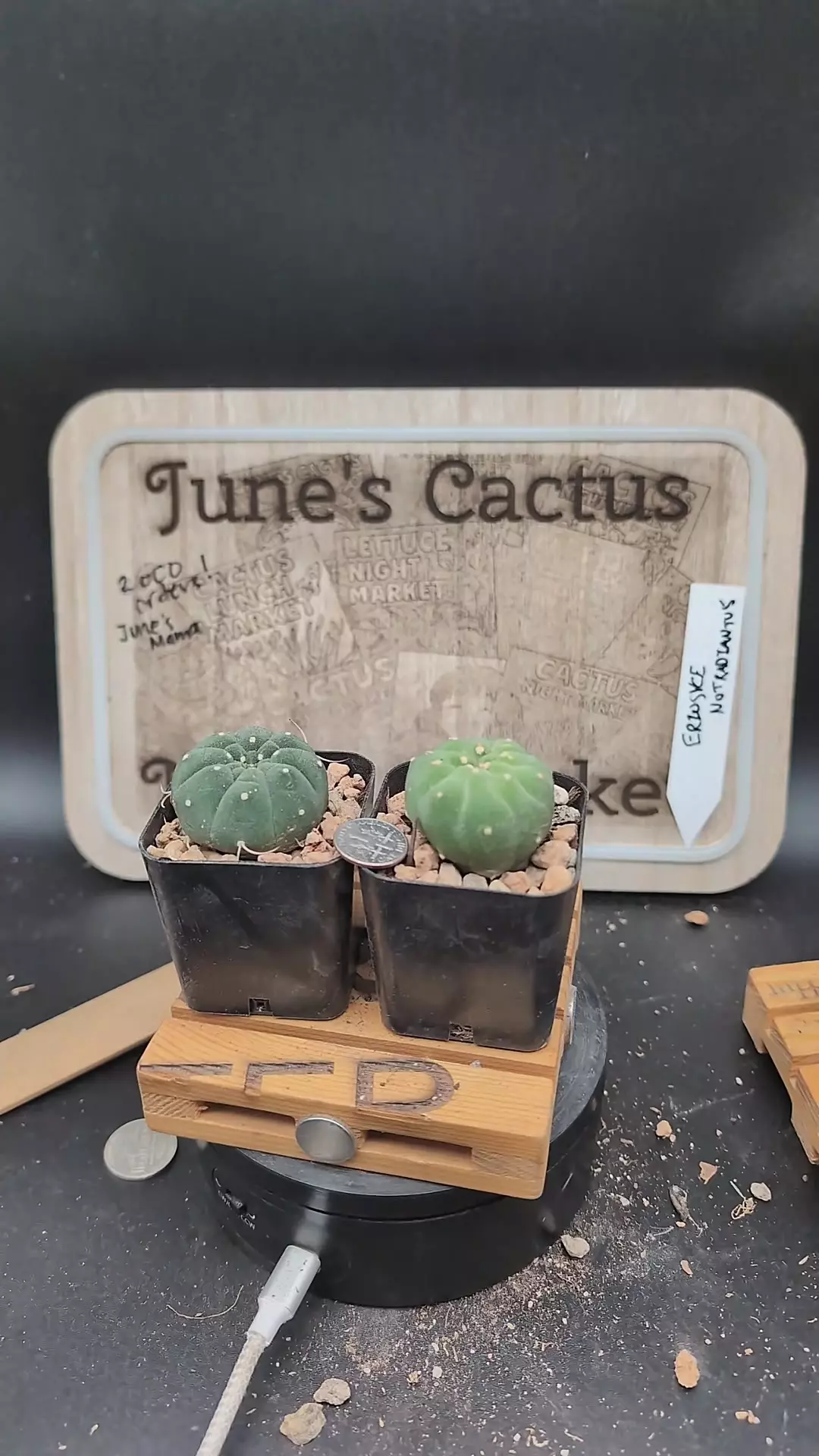 plant/m144 matucana madisoniorum 2" pots gc-0