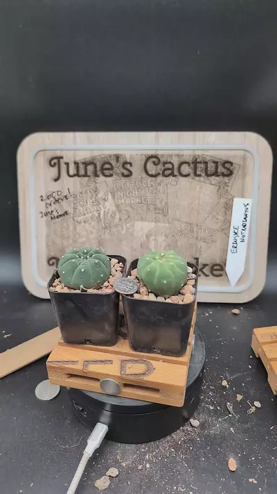 plant/m144 matucana madisoniorum 2" pots gc-0-thumbnail