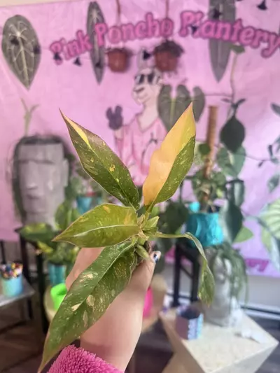 plant/Philodendron Ring of Fire- $3.33-0-thumbnail