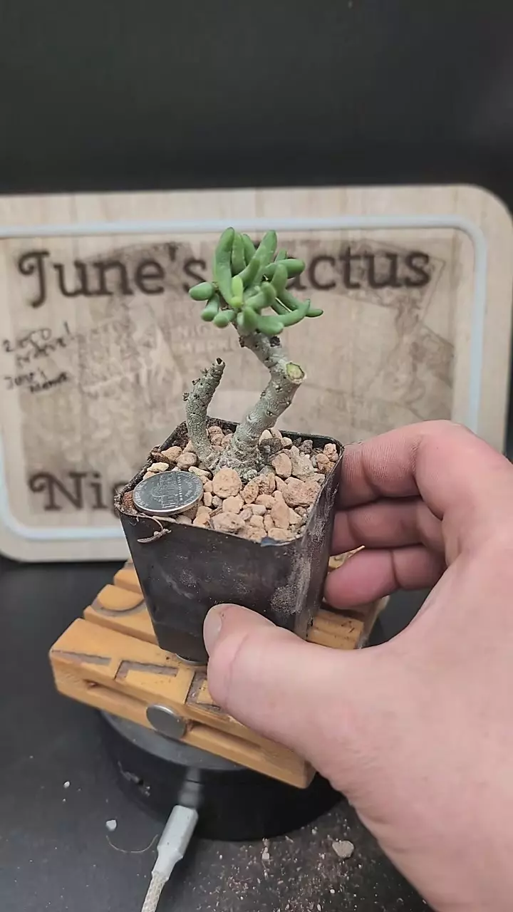 plant/m113 tylecodon decipiens 2.25" pot-0