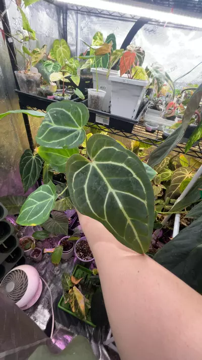 plant/Zara Carla-0-thumbnail