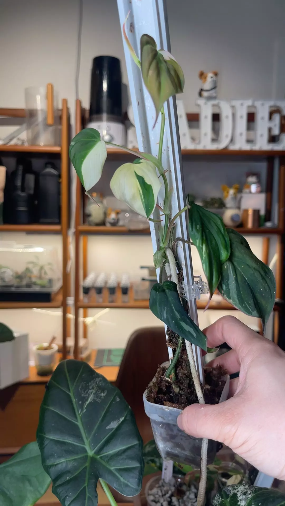 plant/albo pink mican whole plant-0