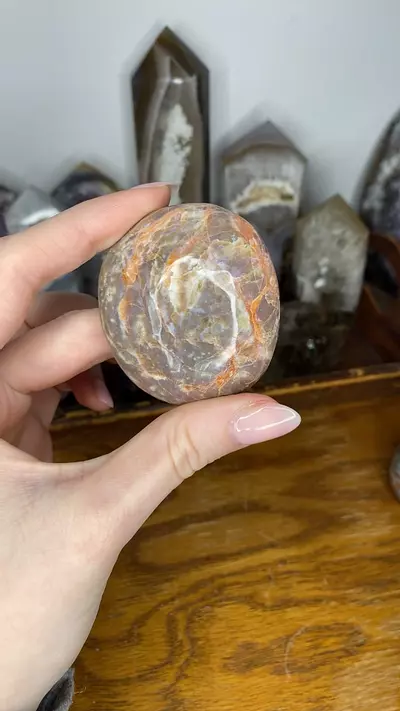 plant/Mystic Jasper Palm from Madagascar “D”-0-thumbnail