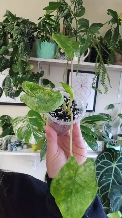 plant/alocasia odora batik-0-thumbnail