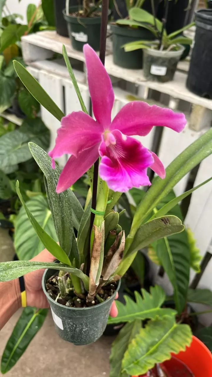 plant/E531 Cattleya pacavia-0