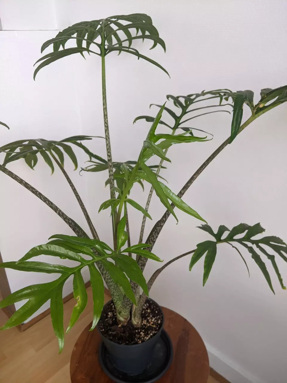 plant/Alocasia Brancifolia- $3.33-1