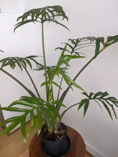 plant/Alocasia Brancifolia- $3.33-1-thumbnail