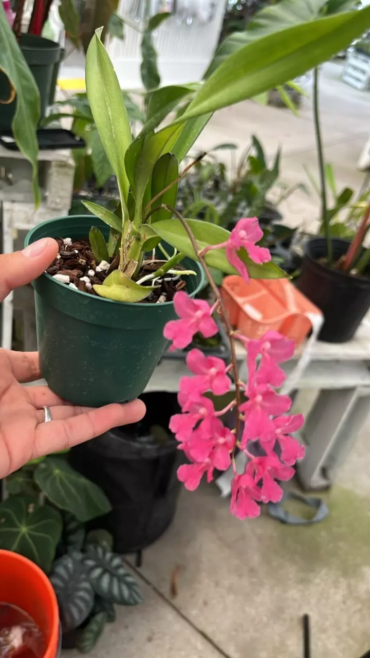 plant/E529 Rodriguezia lanceolata-0