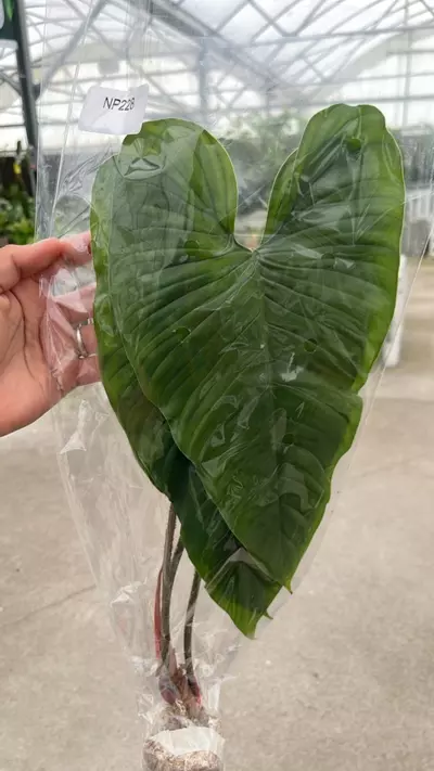 plant/NP228 philodendron pseudoverrucosum cf-0-thumbnail