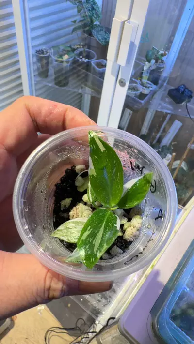 plant/white princess galaxy-0-thumbnail