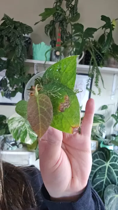 plant/ficus villosa-0-thumbnail