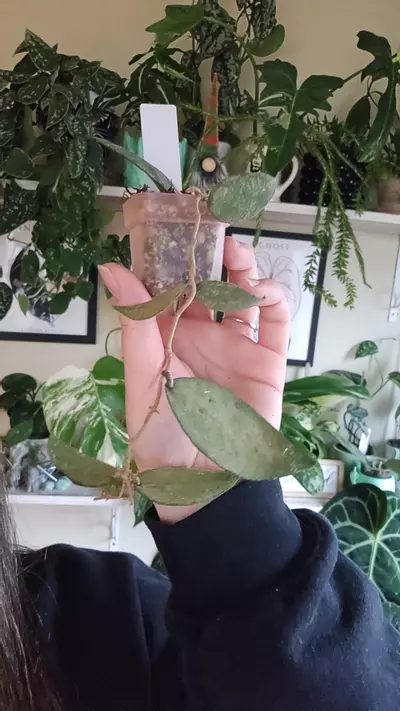 plant/flagellata-0-thumbnail