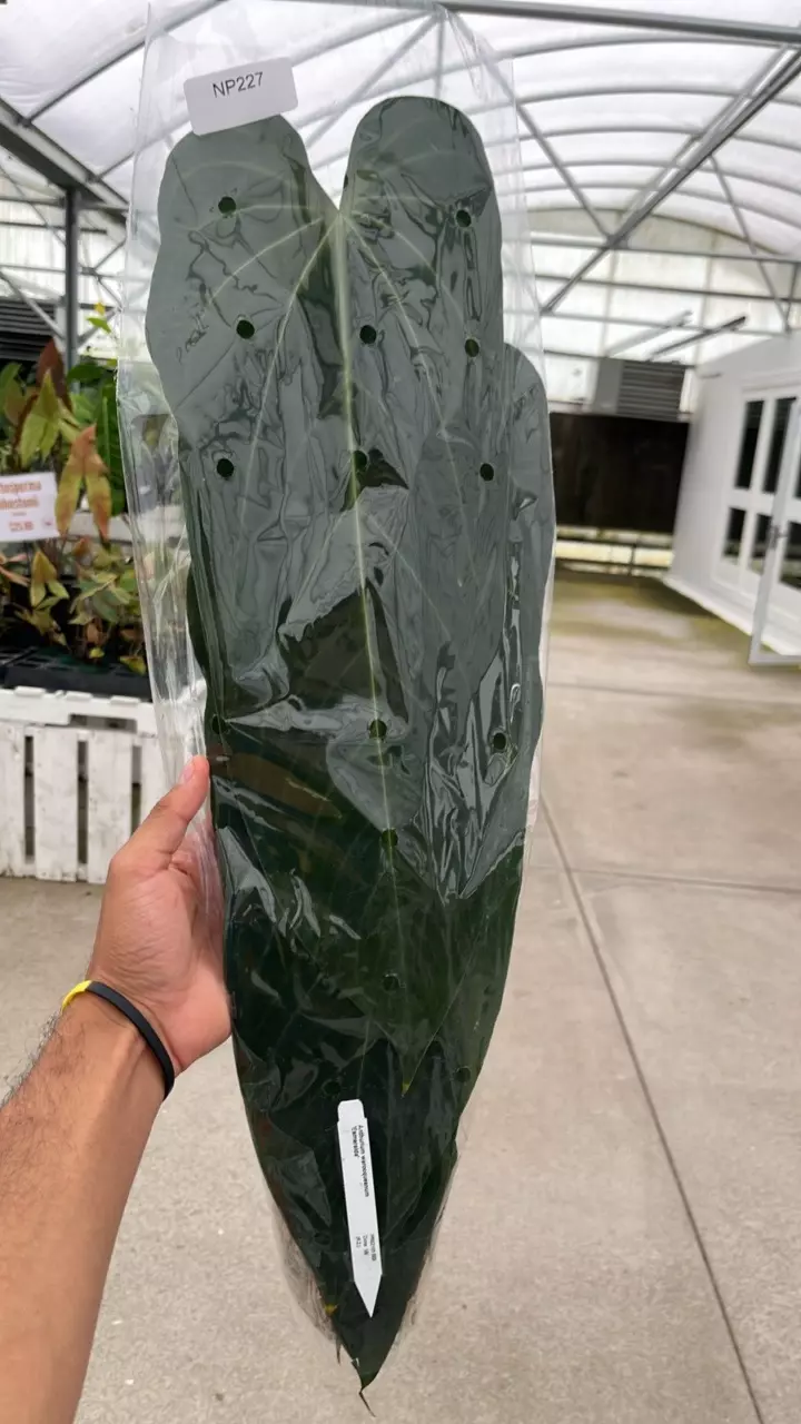 plant/NP227 Anthurium Warocqueanum Esmeralda big-0