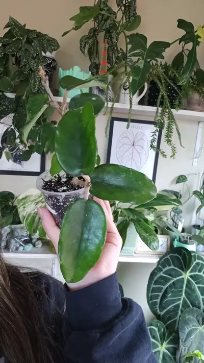 plant/wat doi tung-0-thumbnail