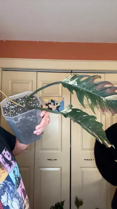 plant/caramel butt 3 nodes-0-thumbnail