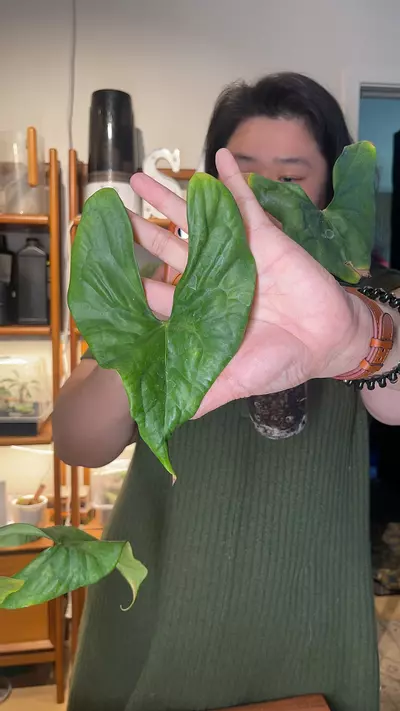 plant/Diablo offset-0-thumbnail