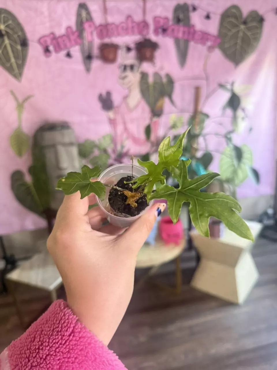 plant/Alocasia Brancifolia- $3.33-0