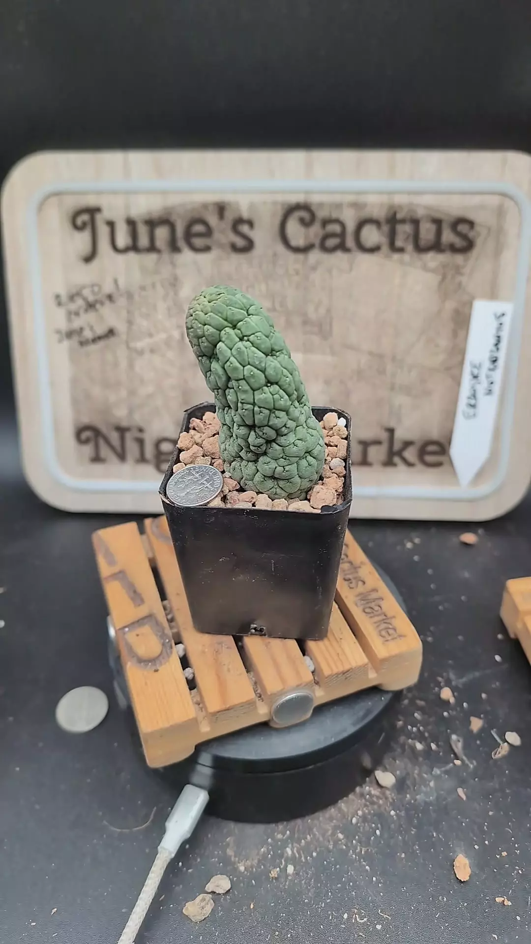 plant/m134 larryleachia cactiformis 2.25" pot-0