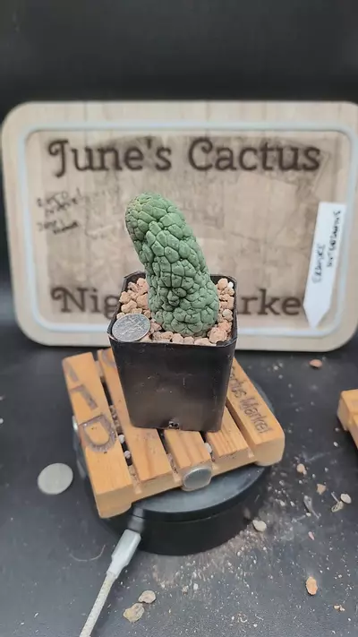 plant/m134 larryleachia cactiformis 2.25" pot-0-thumbnail